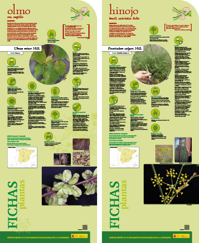 Fase II. Panel 21. Fichas de plantas: olmo - hinojo