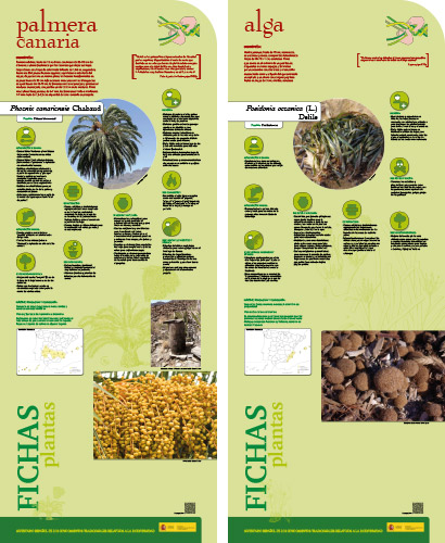 Fase II. Panel 22. Fichas de plantas: palmera canaria - alga