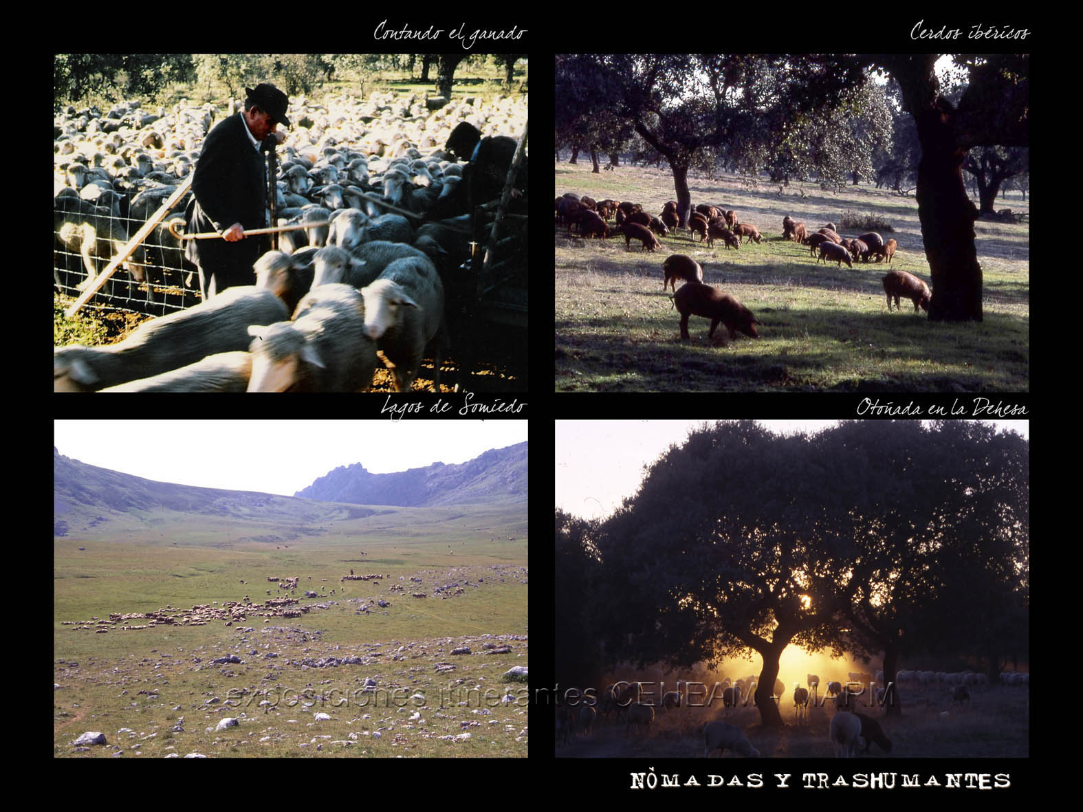 Grupo de cuatro fotos con cerdos en la dehesa y en otra rebaño de ovejas