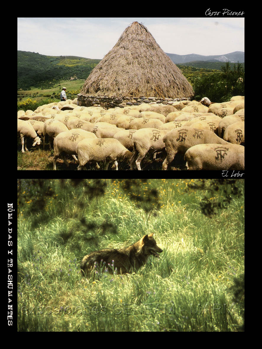 Dos fotos, una de un rebaño y otra de un lobo