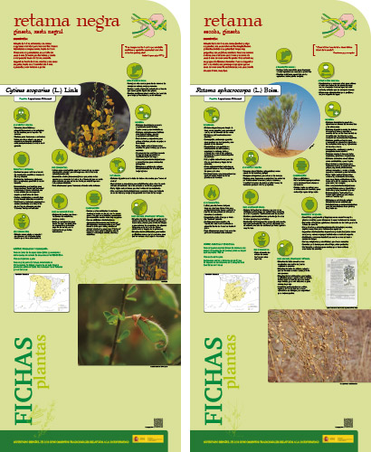 Fase II. Panel 23. Fichas de plantas: retama negra - retama