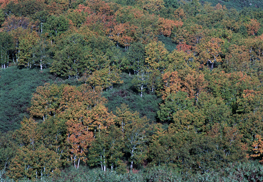 Robledal en otoño