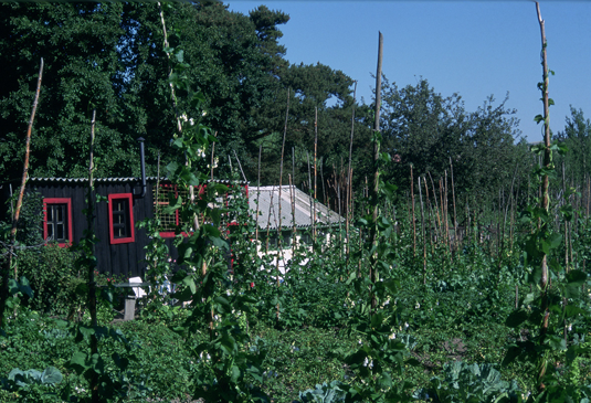 Cultivo de Judiones de la Granja