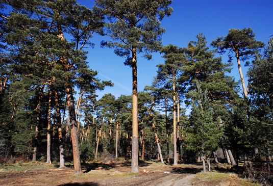 Pinos silvestres