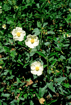 Flores de jara de estepa