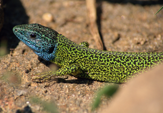 Lagarto verdinegro