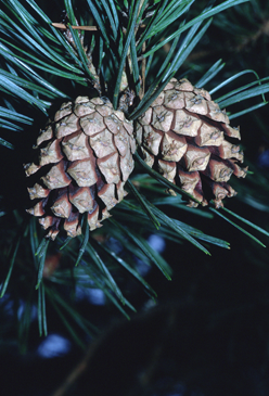 Piñas de pino silvestre