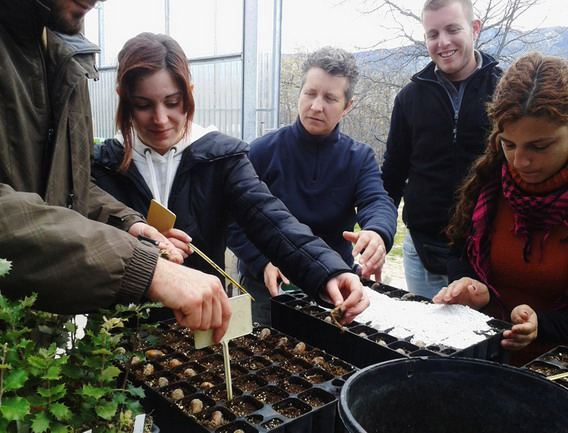 Colocación de etiquetas de identificación en los alveolos del vivero