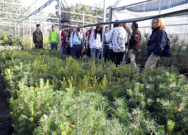 Los participantes observan unos pinos en el vivero