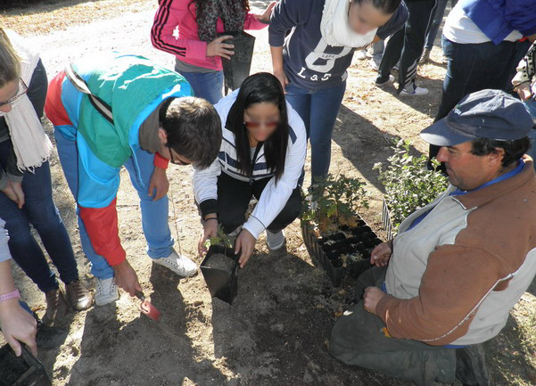 Transplante de robles en el vivero