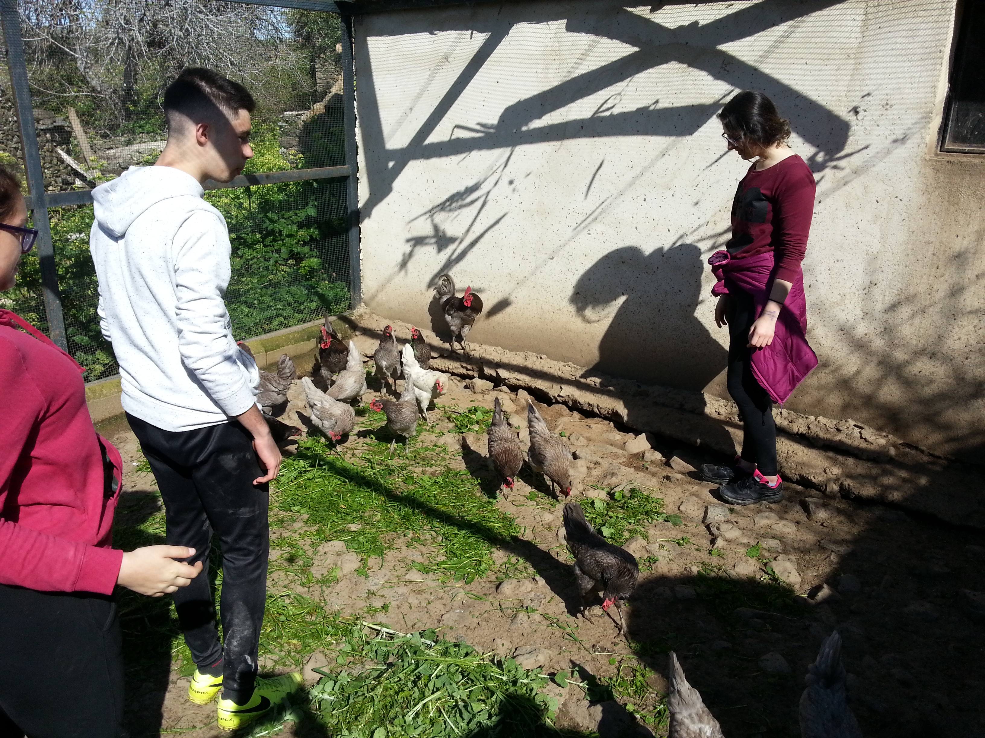 Vigilando las gallinas