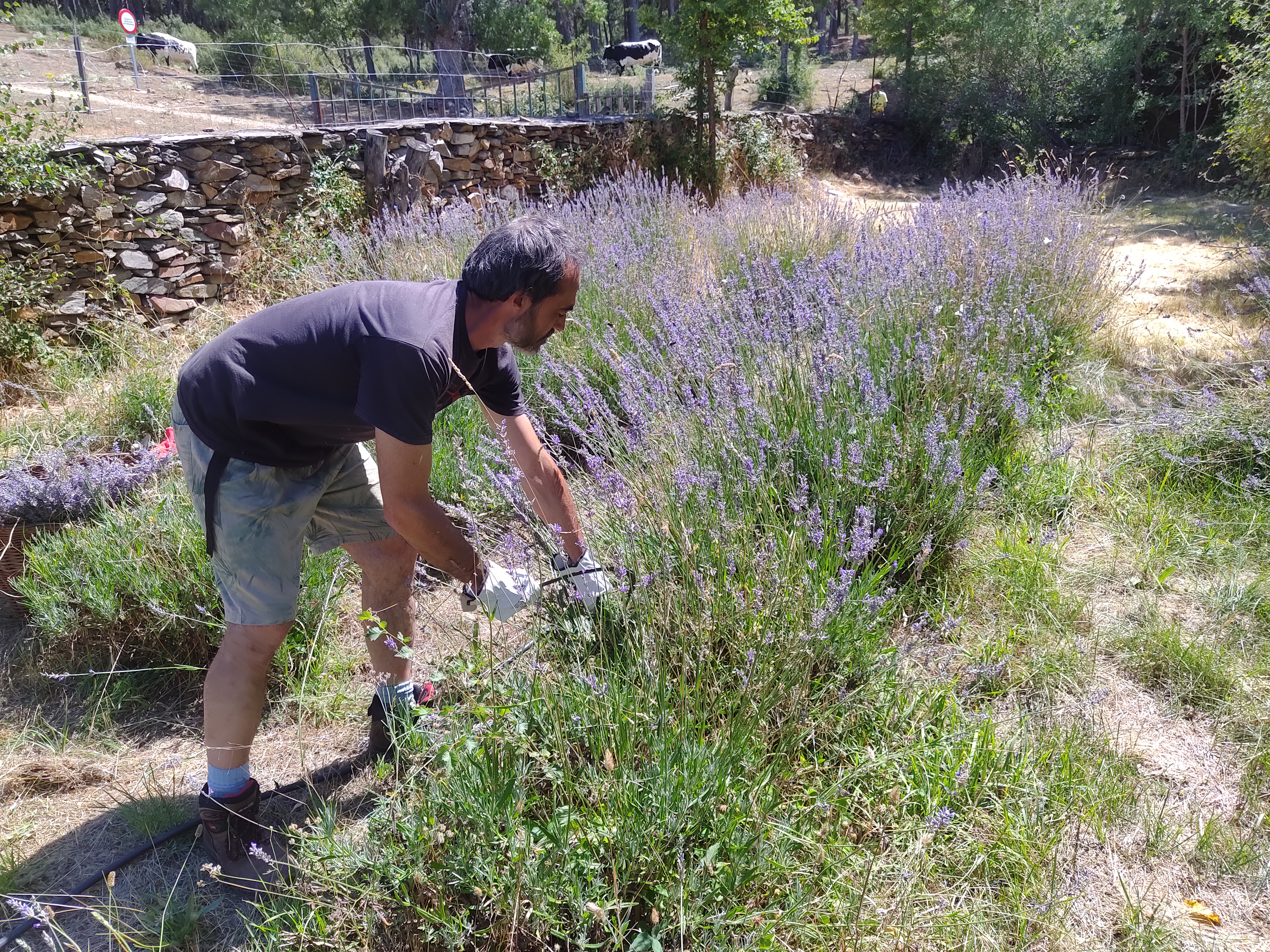 Segando plantas de lavanda