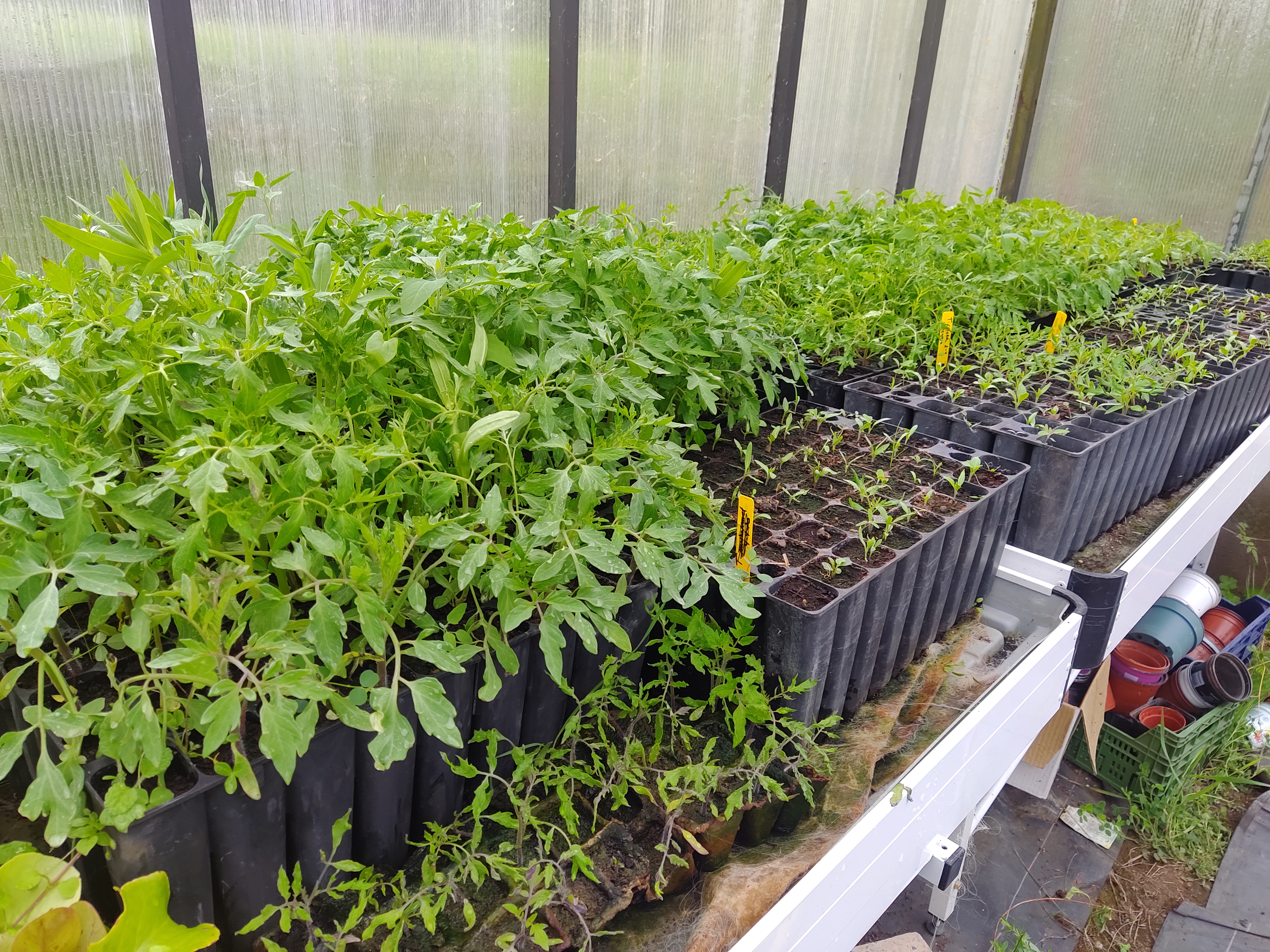 Plantas de tomate para los huertos