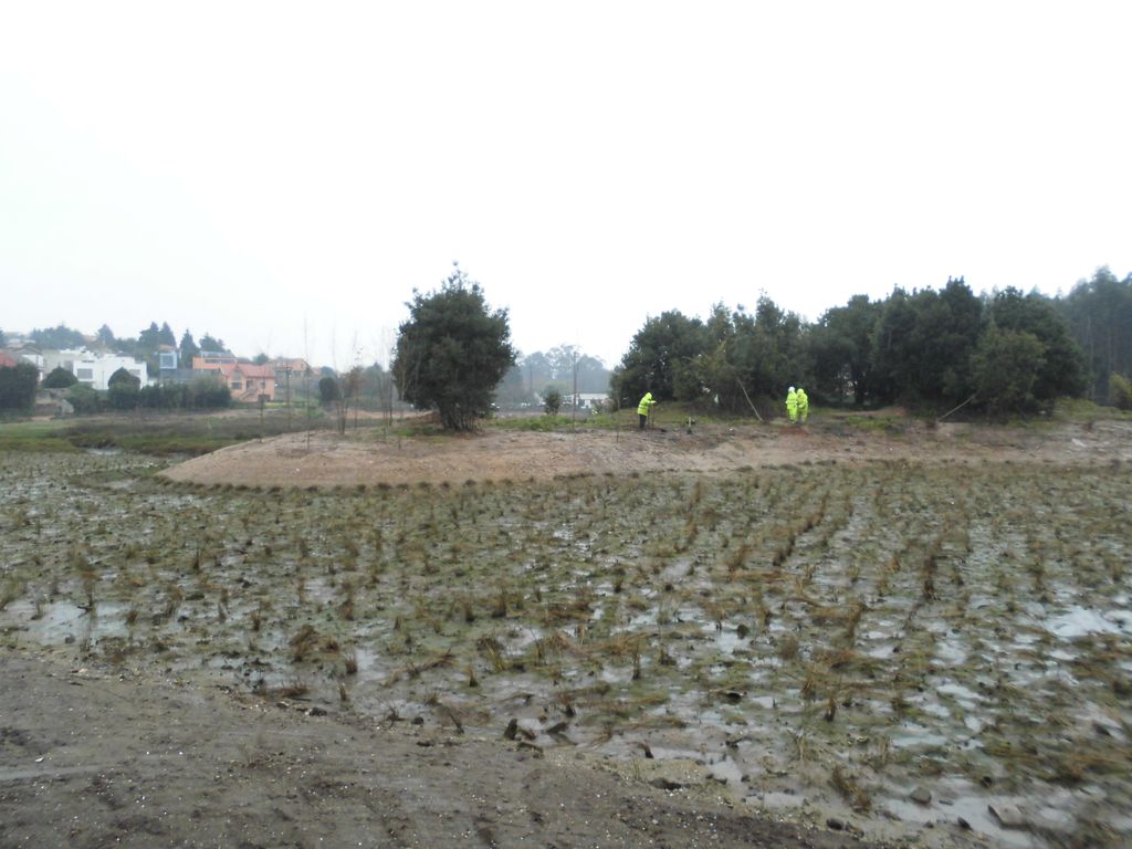 Regeneración ambiental de las marismas de A Xunqueira do Areal, Fase I. Durante