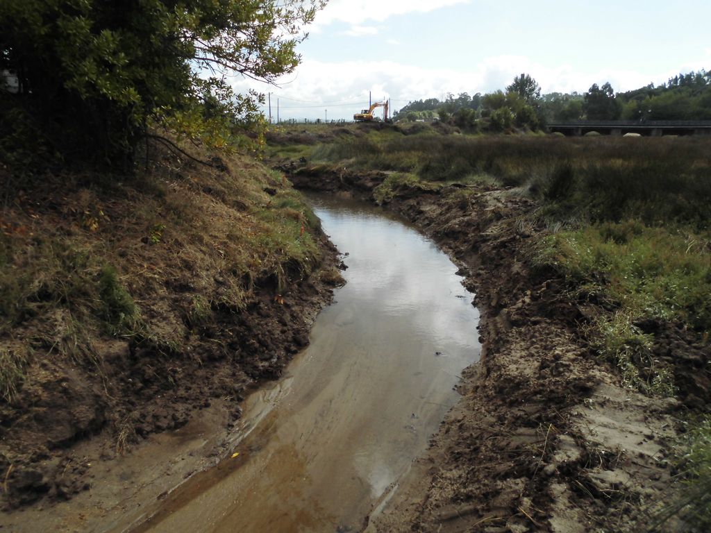 Regeneración ambiental de las marismas de A Xunqueira do Areal, Fase I. Durante