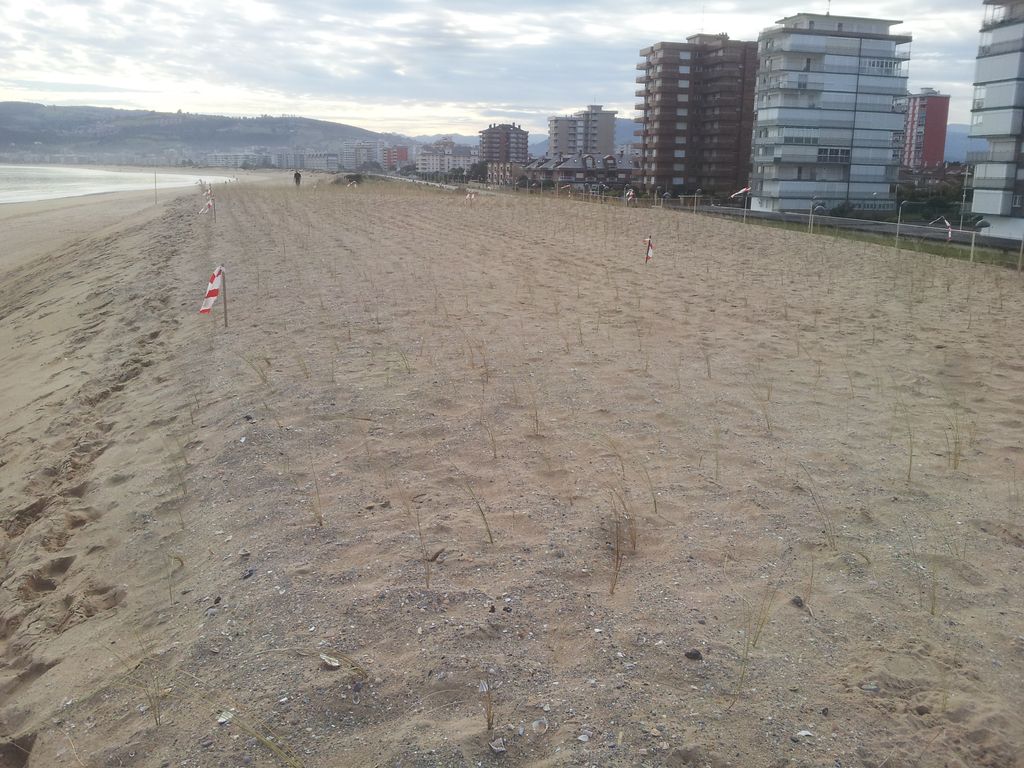 Plantación de refuerzo en las dunas del puntal de Laredo (Durante las obras)