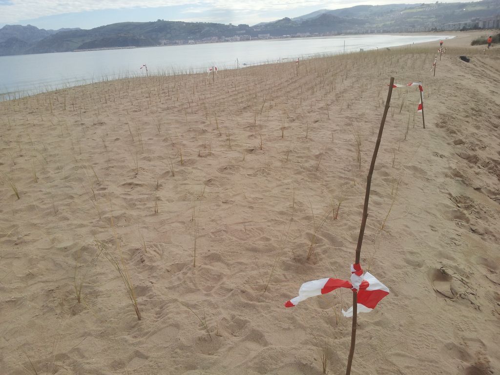 Plantación de refuerzo en las dunas del puntal de Laredo (Durante las obras)