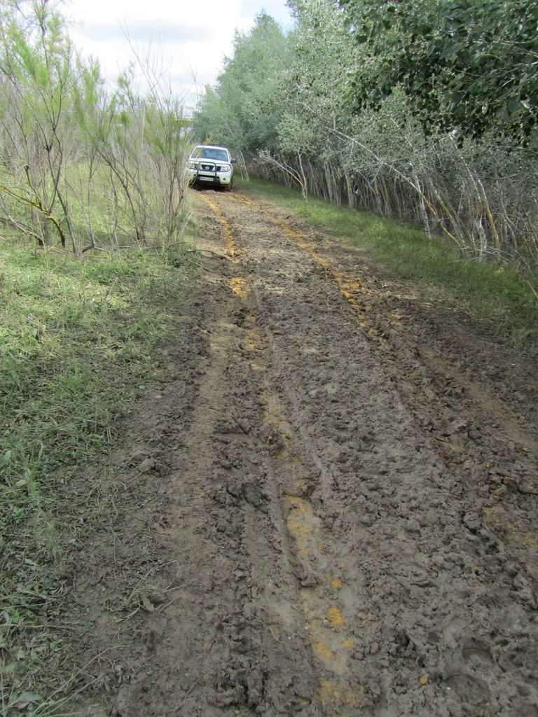 Antes de las obras (Mantenimiento de Sendero de la Corta de La Cartuja Margen Derecha (TT.MM. Sevilla, Camas y Santiponce))