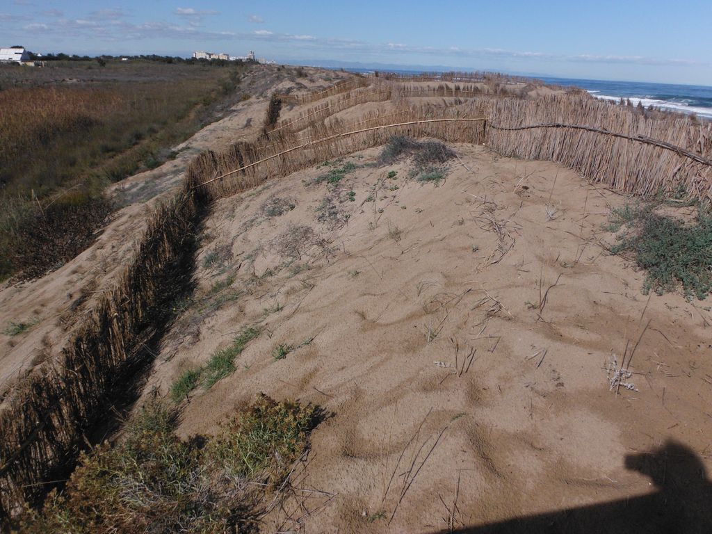 Ejecución de bardisas y plantaciones en la playa del Dossel (Cullera). Después de las obras