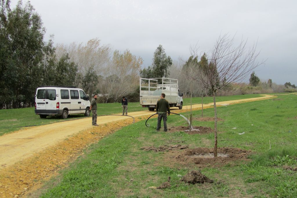 Durante de las obras (Reforestaciones (T.M. Sevilla))