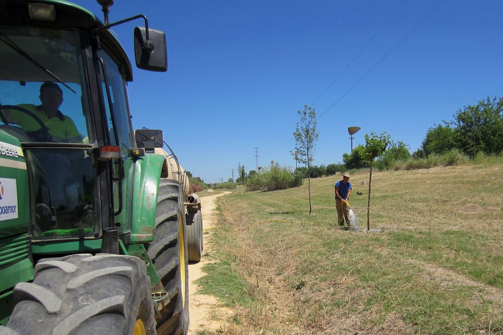 Durante de las obras (Reforestaciones (T.M. Sevilla))