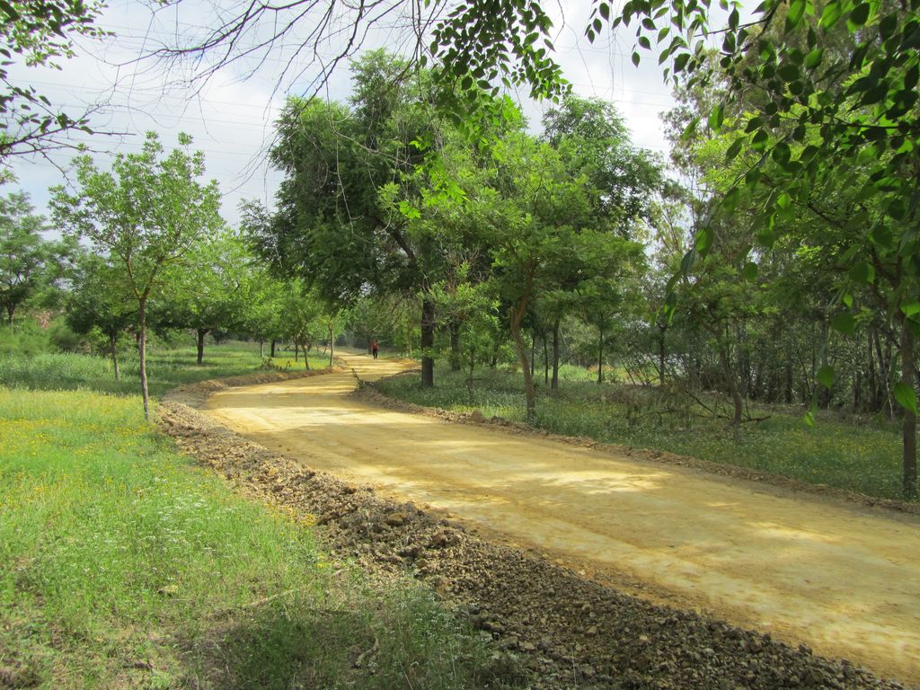 Durante de las obras (Mantenimiento de Sendero de la Corta de La Cartuja Margen Derecha (TT.MM. Sevilla, Camas y Santiponce))