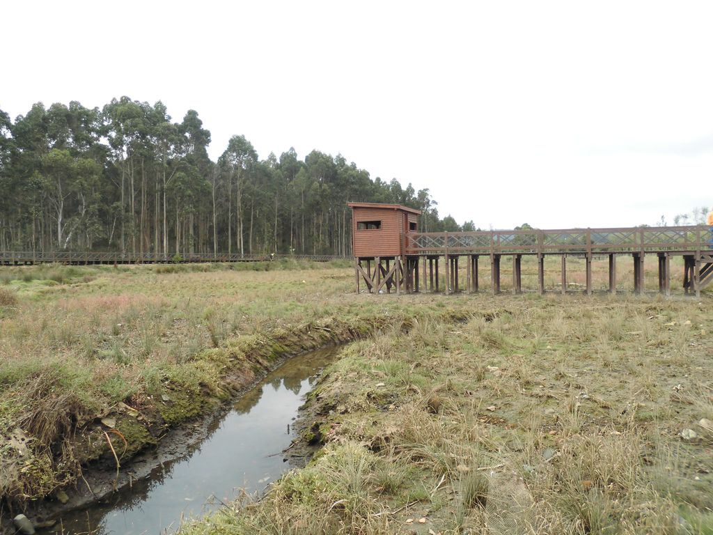 Regeneración ambiental de las marismas de A Xunqueira do Areal, Fase I. Después de las obras