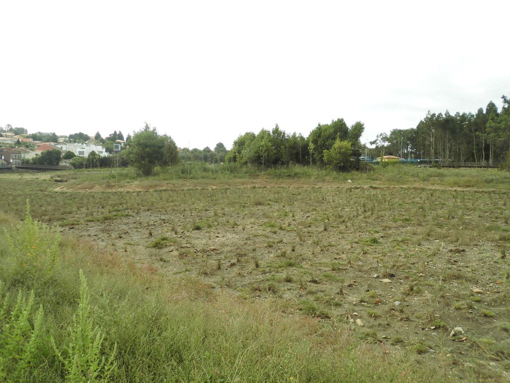 Regeneración ambiental de las marismas de A Xunqueira do Areal, Fase I. Después de las obras