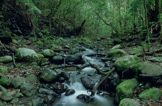 Parque Nacional de Garajonay. Autor: J.S. Socorro/Fototeca CENEAM