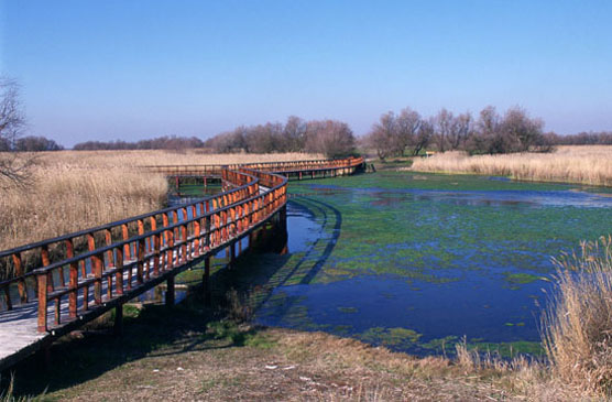 Parque Nacional de las Tablas de Daimiel. Autor: F. Cámara Orgaz/Fototeca CENEAM