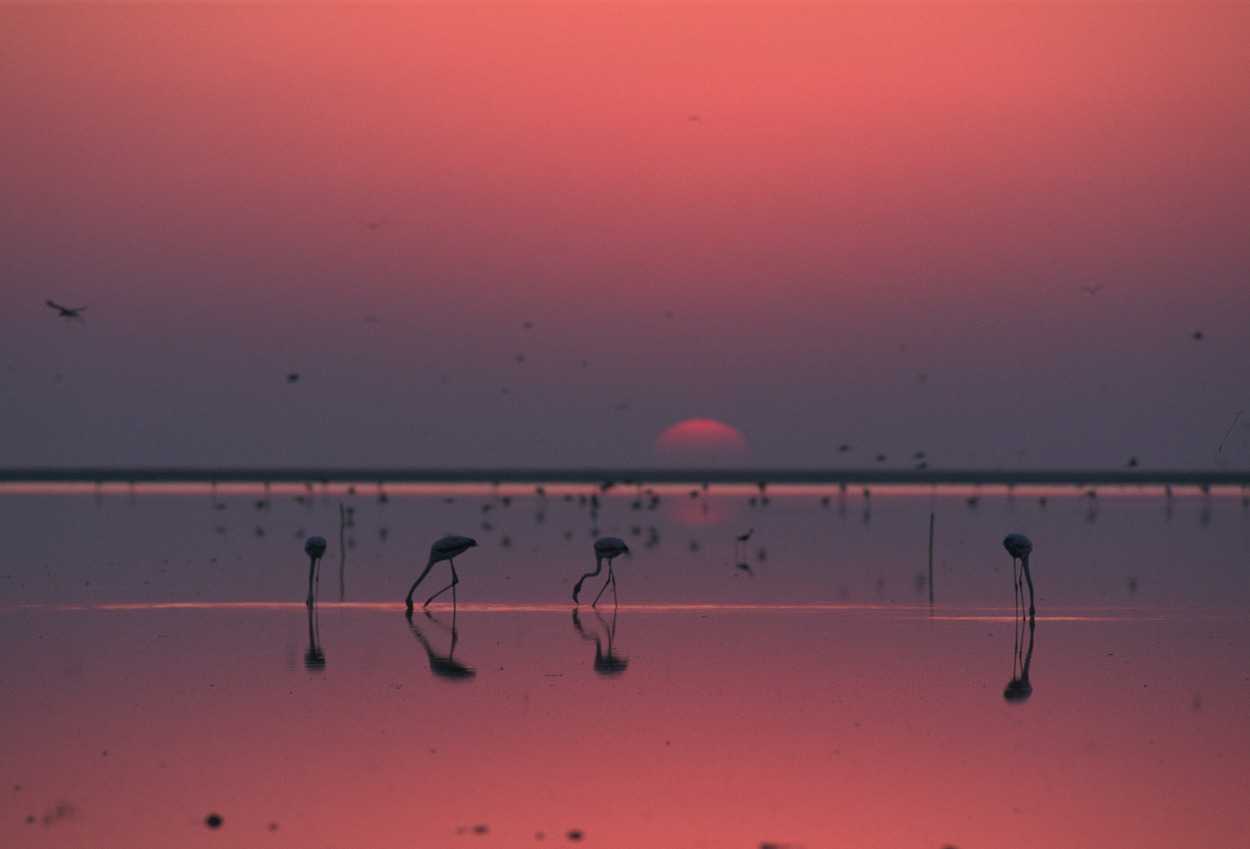 Parque Nacional de Doñana. Autor: J. M. Pérez de Ayala / Fototeca CENEAM