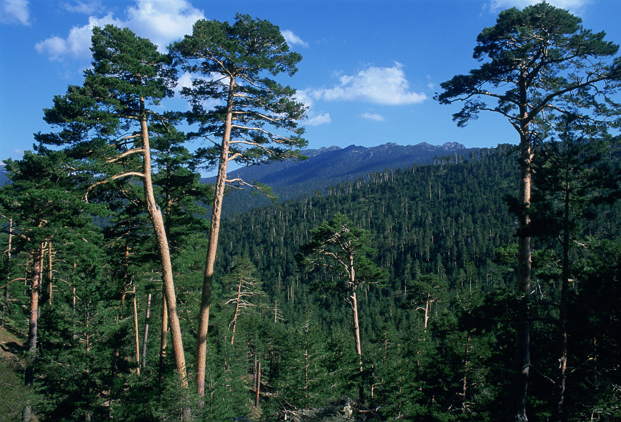 Parque Nacional de Sierra de Guadarrama. Autor: A. Moreno Rodríguez / Fototeca CENEAM