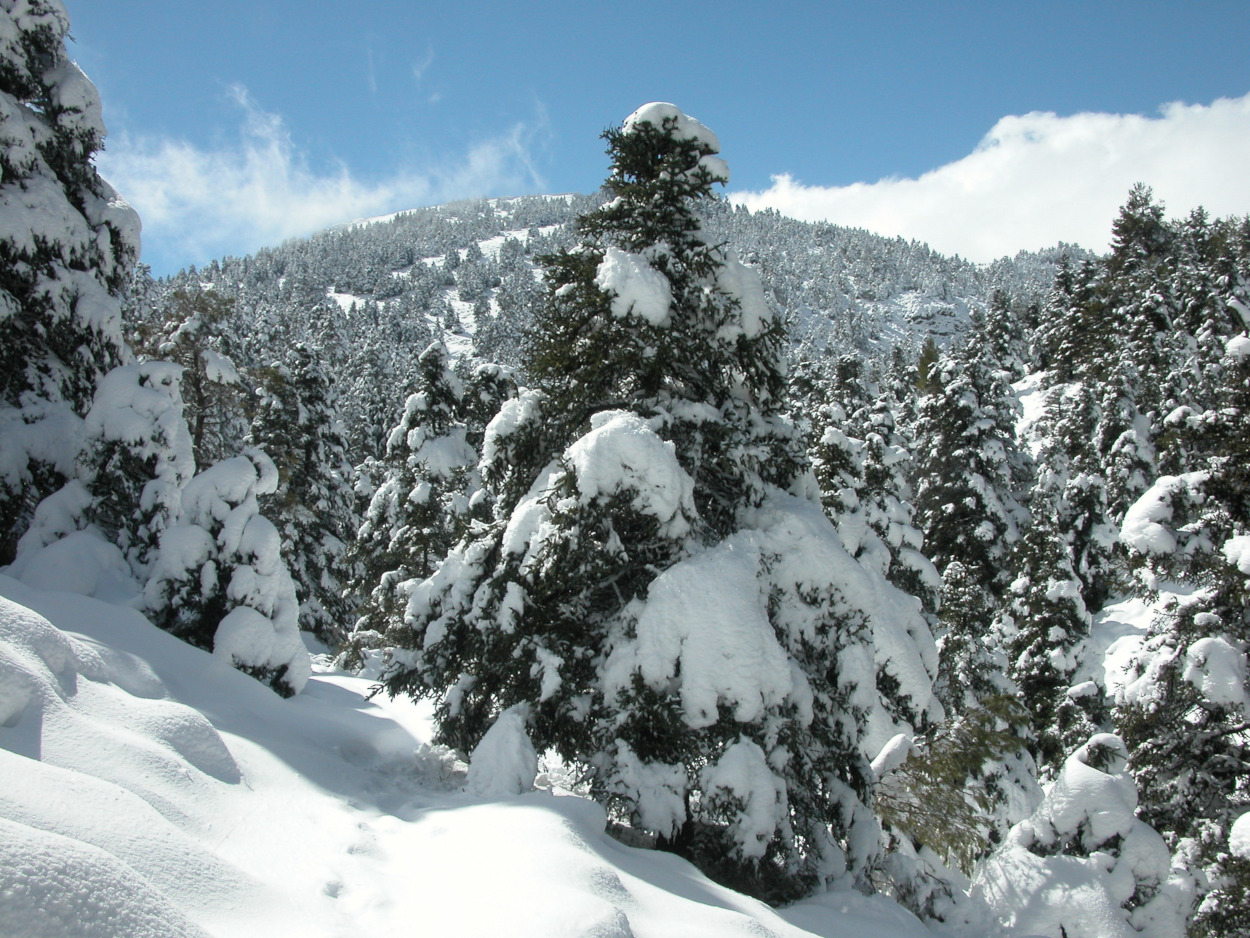 Parque Nacional de Sierra de las Nieves. Autor: José B. Lopez Quintanilla / Fototeca CENEAM