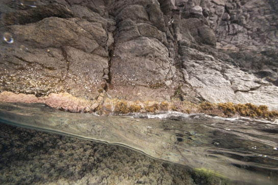 El nombre se los debemos al guarda de Chafarinas Javier Díaz, que denominó de esta manera a una  gran plataforma rocosa, de forma alargada y paralela a la costa, que existe en esta zona, a unos 23 m. de profundidad. En la imagen se pueden observar, en el piso supralitoral, varios ejemplares del gasterópodo Phorcus turbinatus. Por debajo, ya en el infralitoral, el cinturón de Chthamalus stellatus, más denso en la parte izquierda, y una Patella ferruginea.