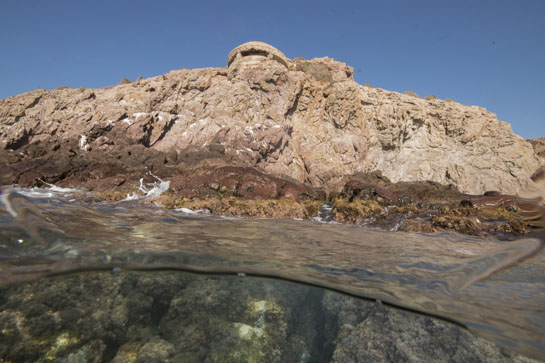 0m. Los moluscos Patella ferruginea y Phorcus turbinatus junto con el cirrípedo Chthamalus stellatus son los organismos más abundantes en el mediolitoral superior. 