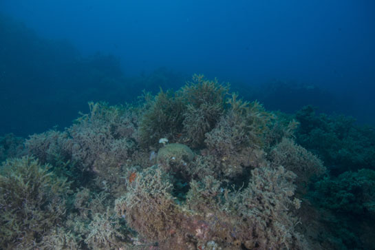 – 8m. Entre las algas Dictyoteris polypoides y Halopteris scoparia se puede apreciar, por su forma globosa, el alga verde Codium bursa y también algunas algas pardas Padina pavonica , característica por su color blanquecino.