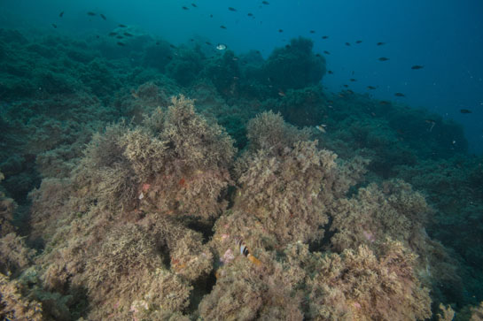 –12m. Castañuelas (Chromis chromis), mojarras (Diplodus vulgaris) y fredis (Thalassoma pavo) nadan sobre el bosque de algas.