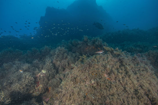 –12m. Un gran gitano (Myctireoperca rubra) nada entre un numeroso grupo de castañuelas (Chromis chromis).