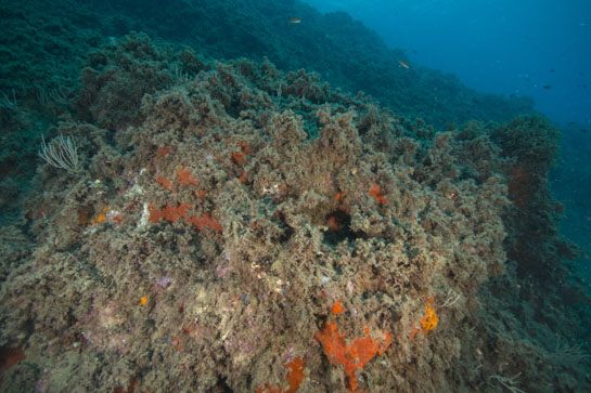 –14m. Las gorgonias muertas están totalmente epifitadas por invertebrados y algas.