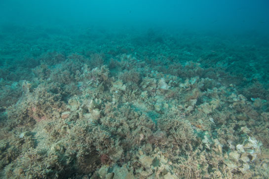 –14m. El alga parda de color blanquecino Padina pavonica abunda en este fondo blando de arena gruesa con pequeñas piedras.