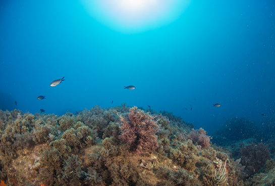 –14m. Castañuelas, Chromis chromis, nadan sobre un fondo dominado por el alga parda Halopteris scoparia.