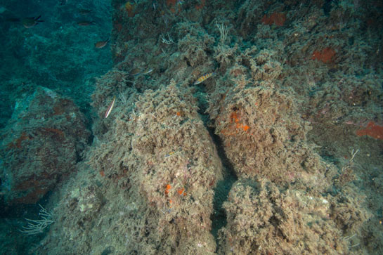 –15m. Fredis (Thalassoma pavo), julias (Coris julis) y de color negro las castañuelas (Chromis chromis).