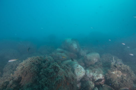 –13m. Salmonetes (Mullus surmuletus), fredis (Thalassoma pavo) y sobre todo castañuelas (Chromis chromis) nadan sobre los bloques de piedra del exterior del Tajo.