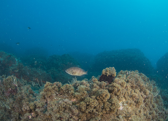 –16m. Un juvenil de mero lobo Epinephelus canicus nada cerca de un erizo violáceo Sphaerechinus granularis con un penacho de algas sobre su cara aboral.