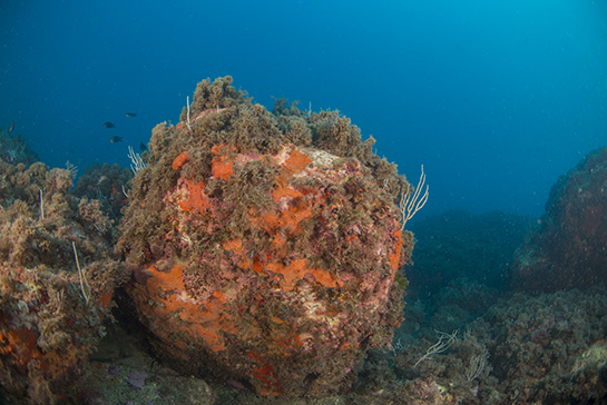 –17m. Entre las algas y las esponjas rojas se pueden observar algunas colonias del briozoo Myriapora truncata.