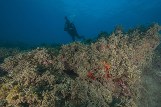 –15m. Diferentes especies de algas y esponjas rojas asoman tímidamente en la pared vertical.