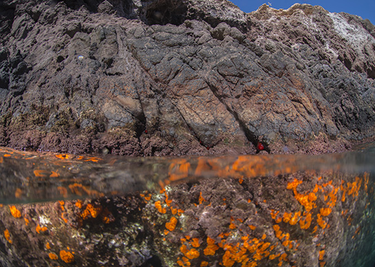 0m. El tomate de mar, Actinia equina, es una anémona típica del mediolitoral. En la fotografía se pueden ver varios ejemplares, en el interior de grietas buscando la umbría que estas le proporcionan, justo en el  límite superior del cinturón del alga roja Corallina elongata.