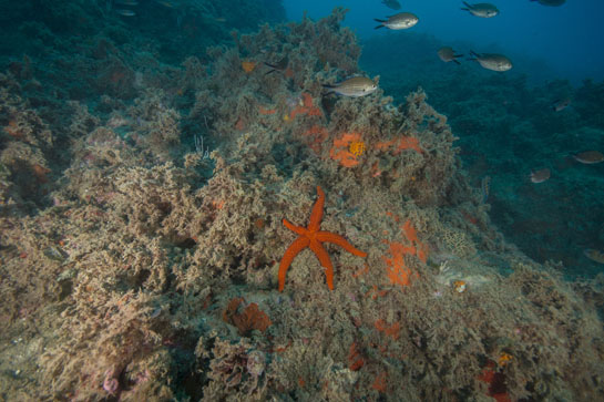 –19m. La estrella Echinaster sepositus destaca por su llamativo color rojo.