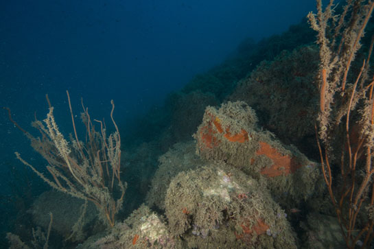 –19m. Los ejemplares de Ellisella paraplexauorides se encuentras cubiertos por multitud de organismos.