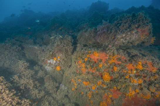 –19m. La presencia de las especies invasoras del género Asparagopsis, ha sido constante en este transecto.